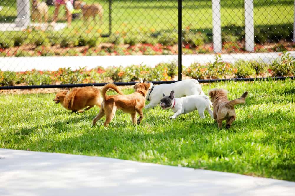 best-dog-park-atlanta