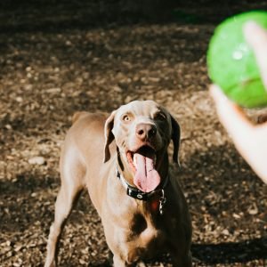 best dog park atlanta